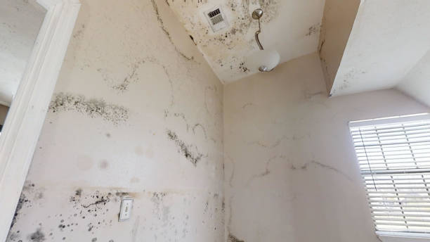 Best Black Mold Removal  in Wagner, SD