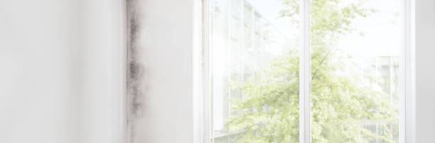 Best Attic Mold Removal  in Wagner, SD