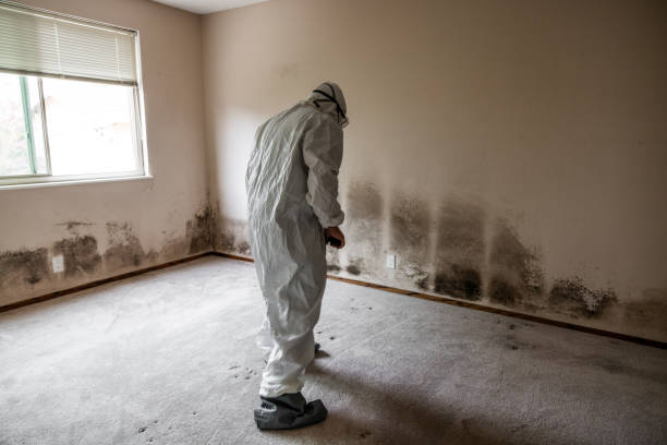Best Mold Odor Removal Services  in Wagner, SD