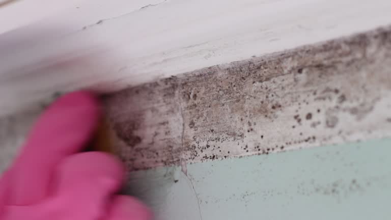 Reliable Wagner, SD Mold Removal Solutions